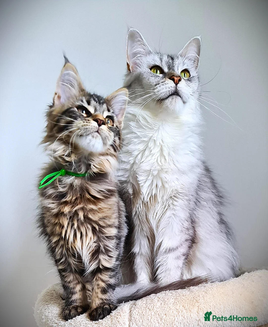 Maine Coon cats for sale: STUNNING 4️⃣ PEDIGREE MAINE COON KITTENS READY ❗❗❗ - Advert 34