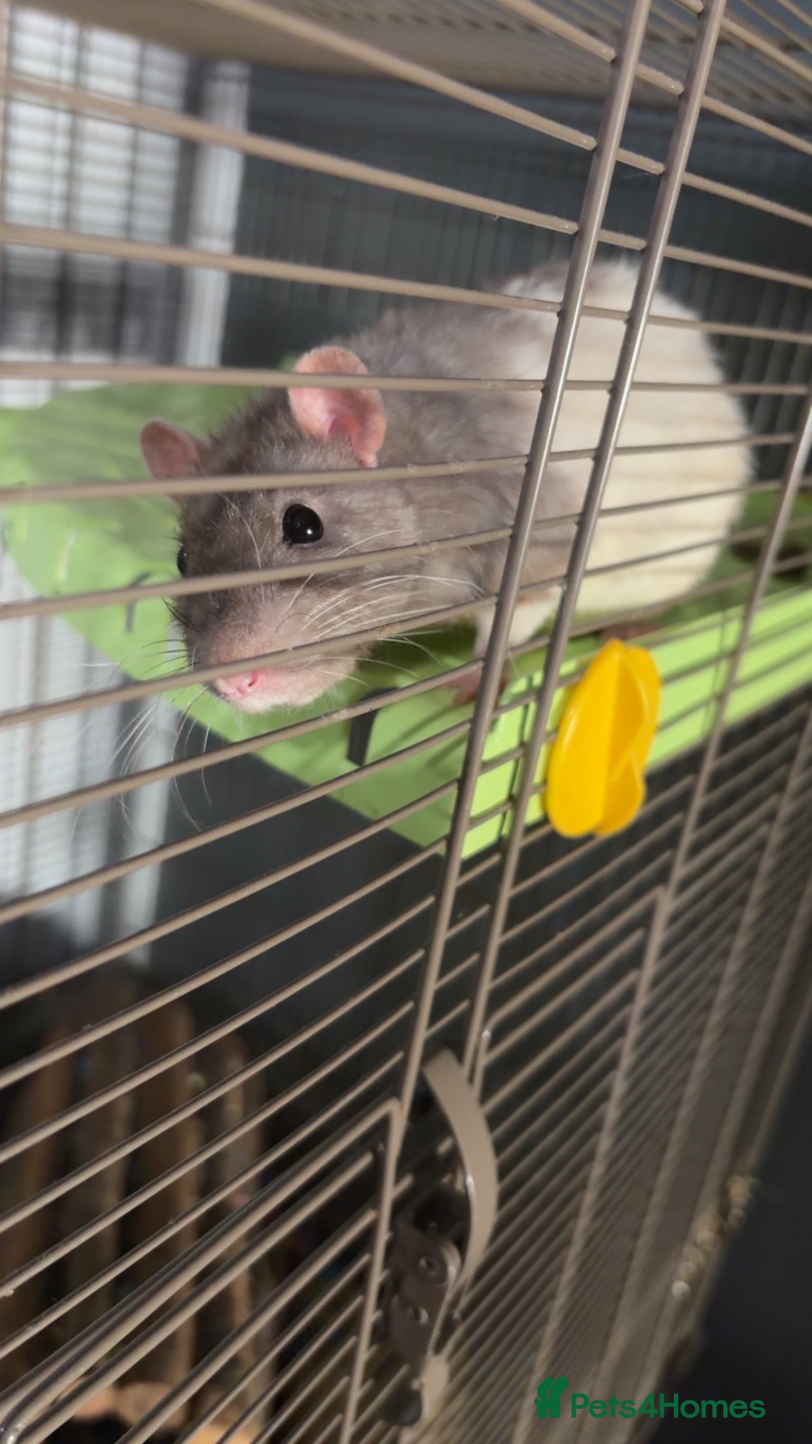 Rat rodents 2 male rats - 9 months old  - Advert 1