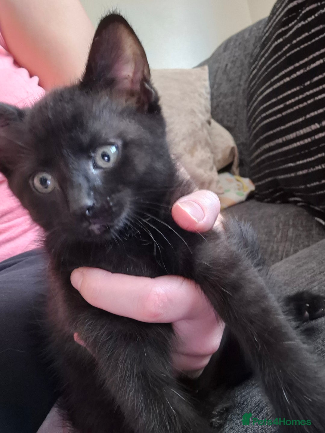 British Shorthair cats for sale: 1 gorgeous black female kitten for sale! - Image 5