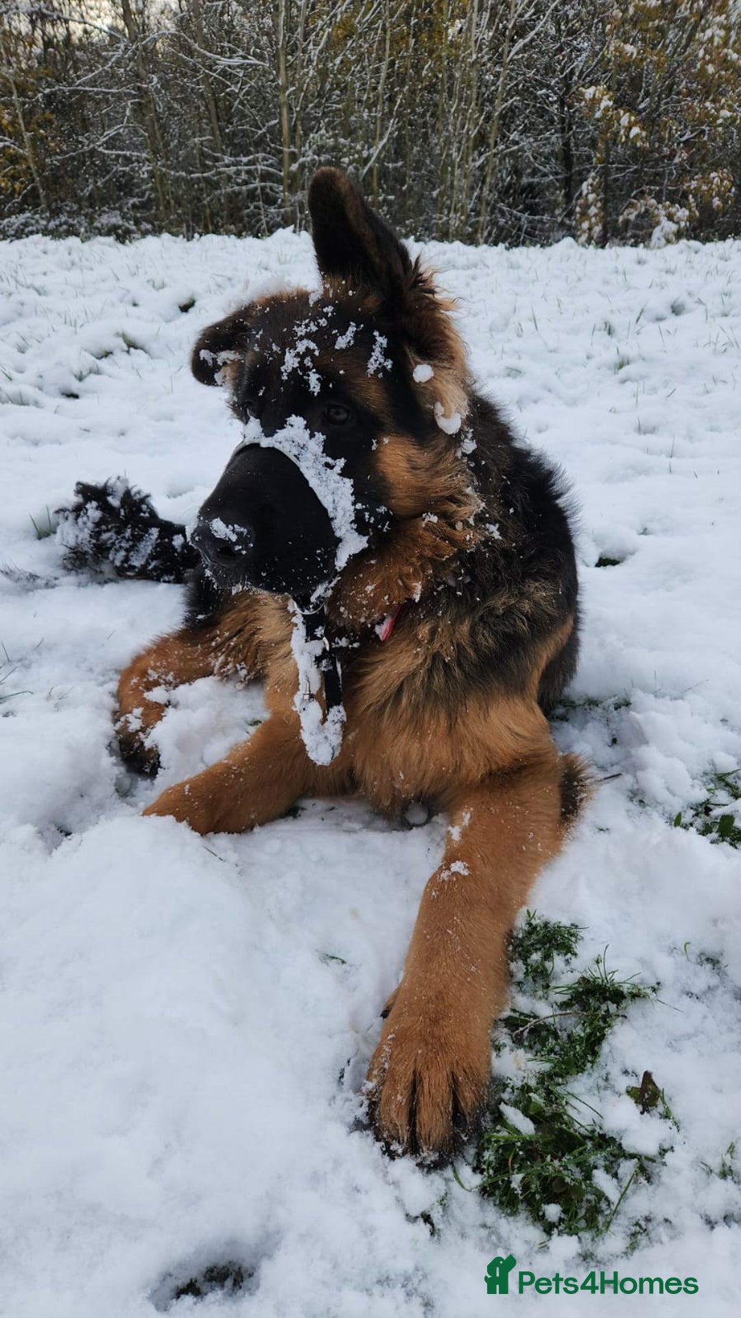 German Shepherd dogs for sale: Beautiful male German Shepherd  - Advert 11