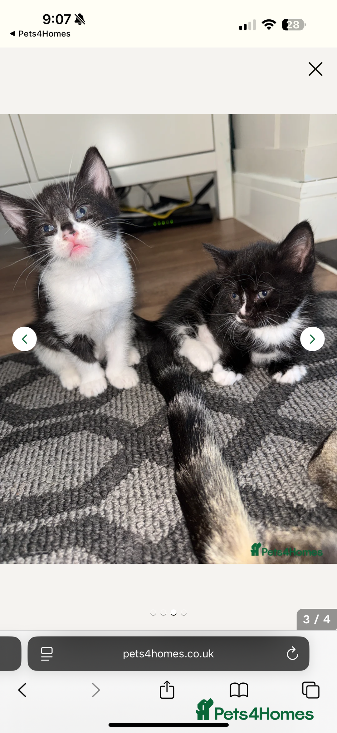 British Shorthair cats for sale: 2 gorgeous black&white kittens - Image 2