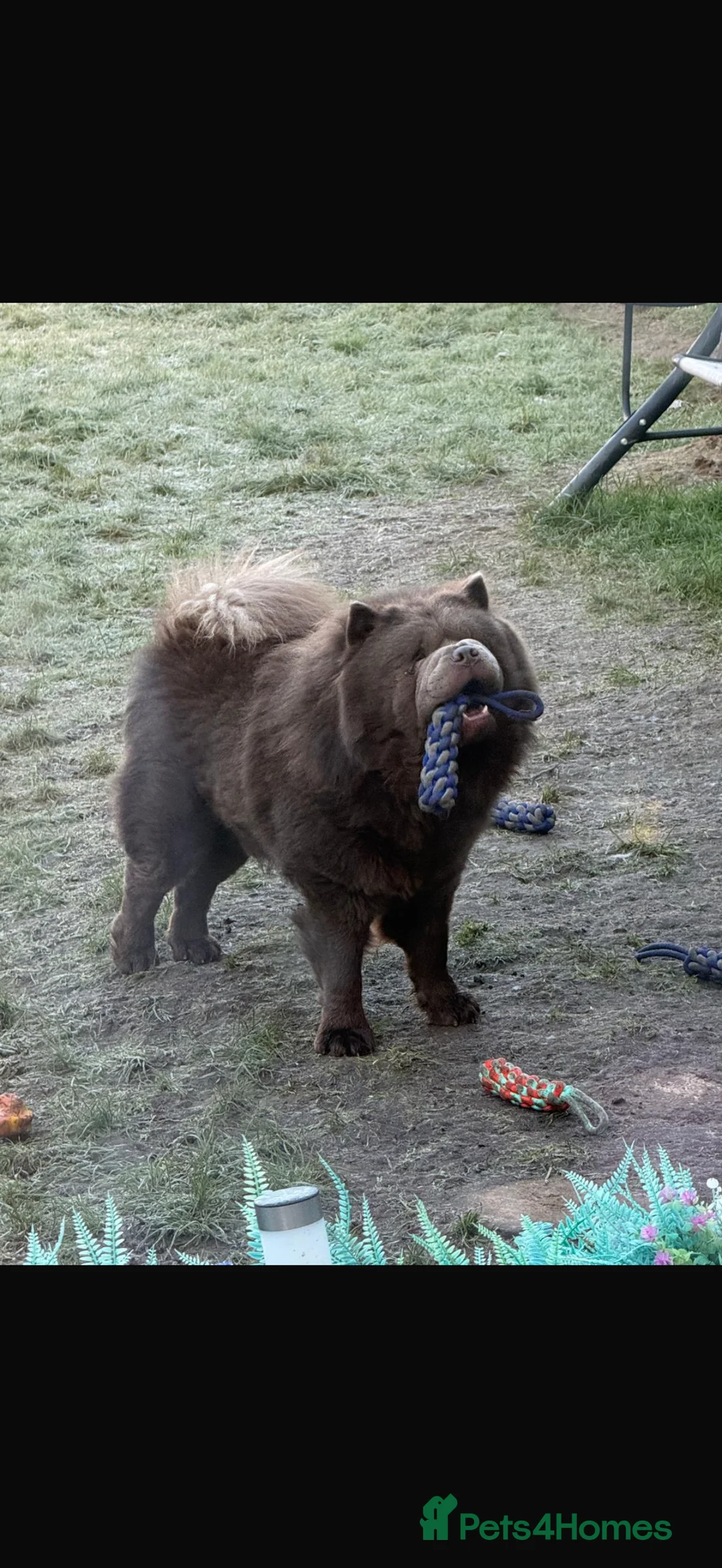 Chow Chow dogs for stud: Chow chow male for stud - Advert 4