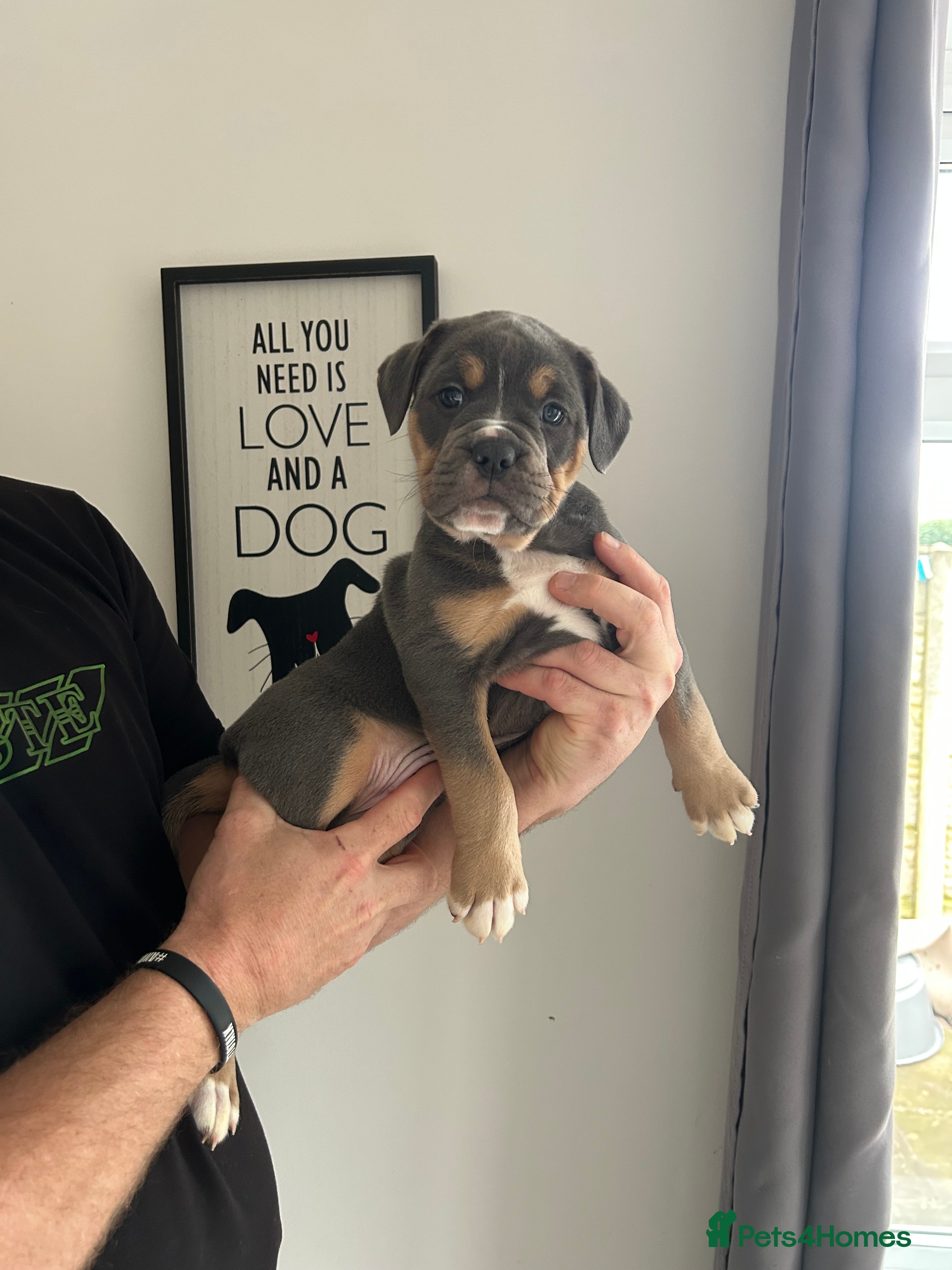 Olde English Bulldogge dogs 🔥Olde English bulldog puppies RTL on 10th🔥 - Advert 1