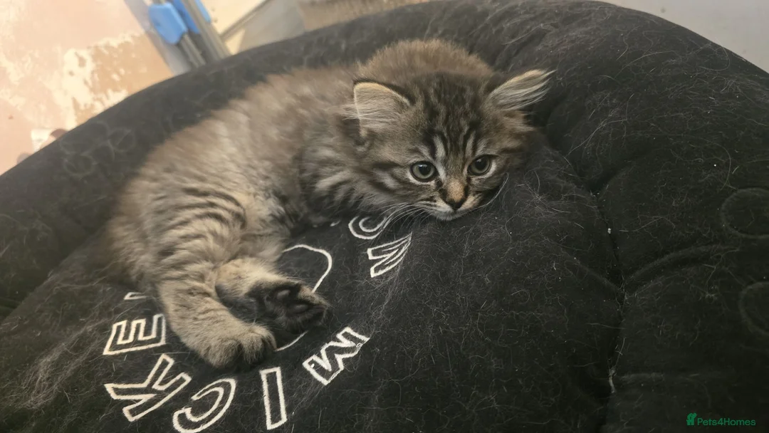 Ragdoll cats for sale: Urgent***reduced last Ragdolls remaining  - Advert 2