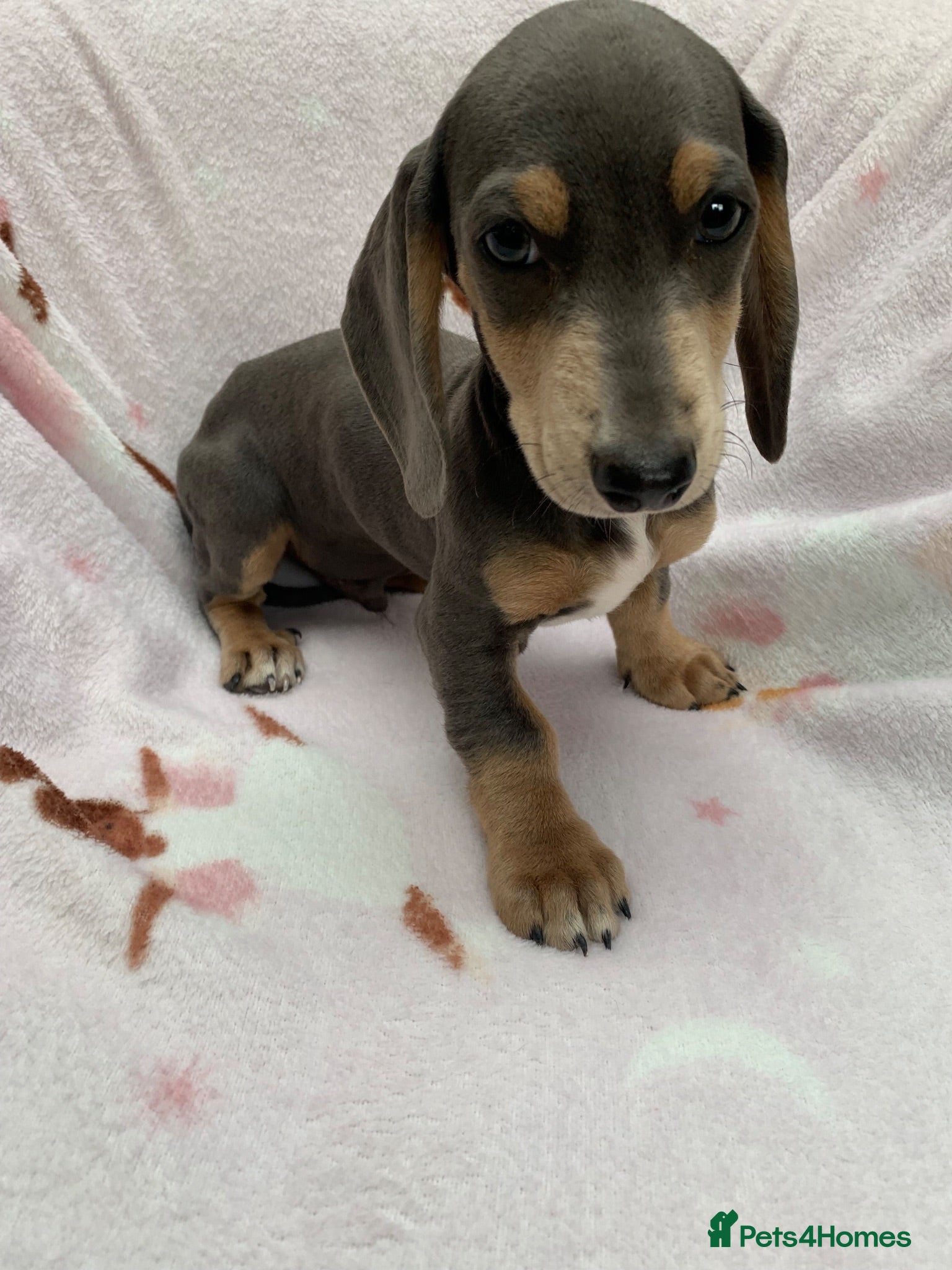 Dachshund dogs ****4 beautiful boys *** - Advert 2