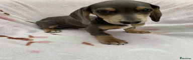 Dachshund 3
