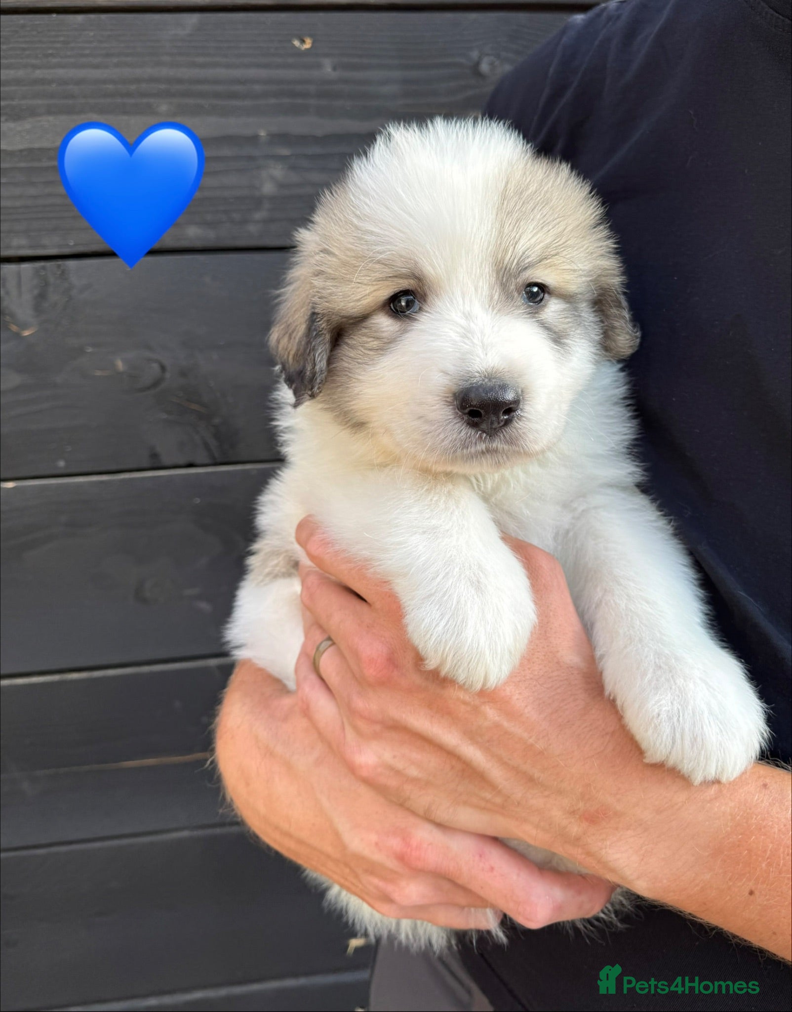 Pyrenean Mountain Dog dogs Beautiful KC Reg. Pyrenean Mountain Dog Puppies - Advert 1