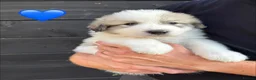 Pyrenean Mountain Dog dogs for sale: ONLY 1 Pyrenean Mountain Dog Puppies left 💙💛💙💛 - Advert 4