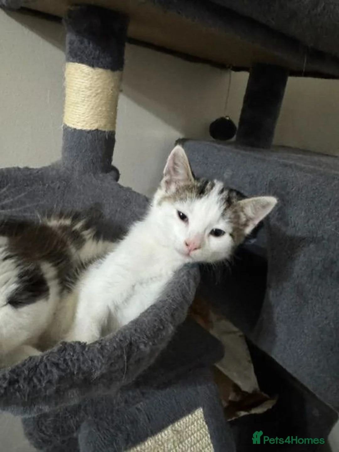 Mixed Breed cats for sale: Kittens (1 Boy 1 Girl) - Advert 2