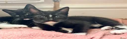 Mixed Breed cats for sale: Beautiful Black & White Female Kitten - Advert 4