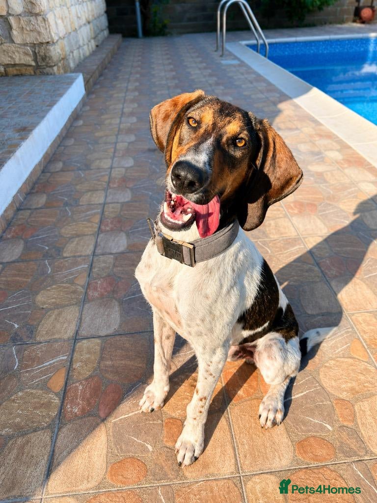 Mixed Breed dogs Noodle the delightful young boy - Advert 1