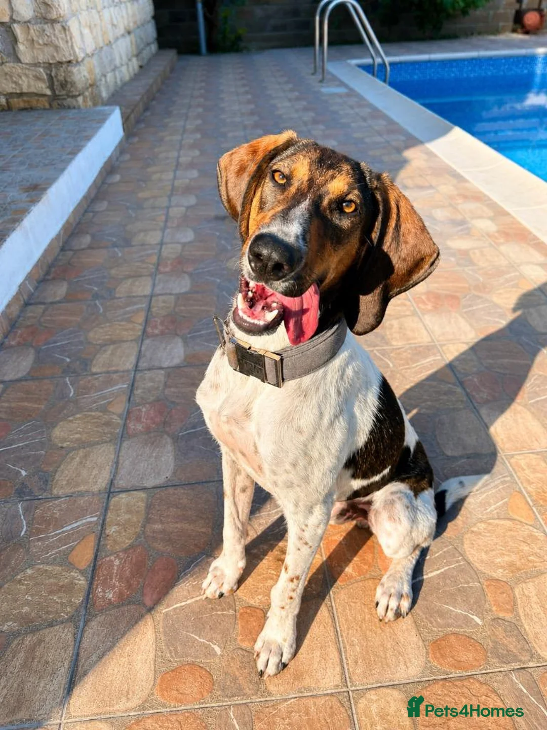 Mixed Breed dogs for adoption: Noodle the delightful young boy in Ashford - Advert 1