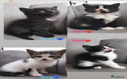 Mixed Breed cats for sale: Beautiful ragdoll cross kittens  - Image 1