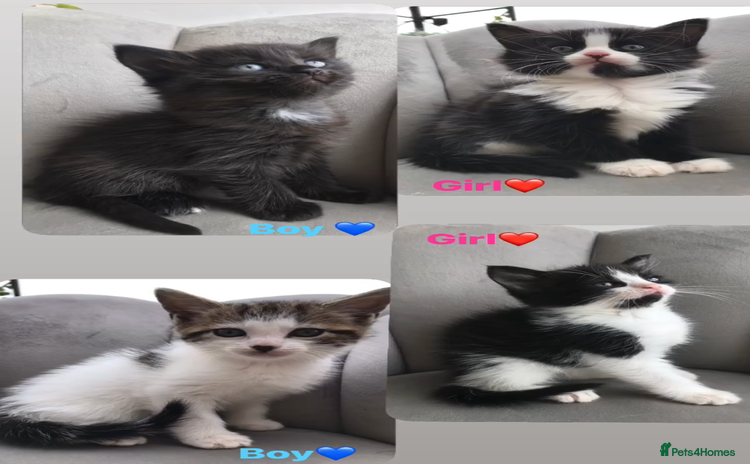 Mixed Breed cats - Advert 8