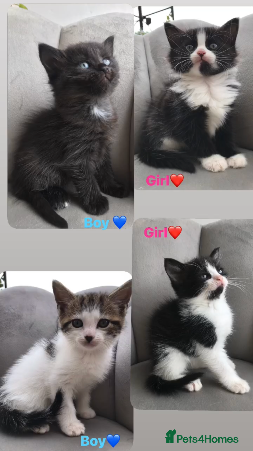 Mixed Breed cats for sale: Beautiful ragdoll cross kittens  - Image 1