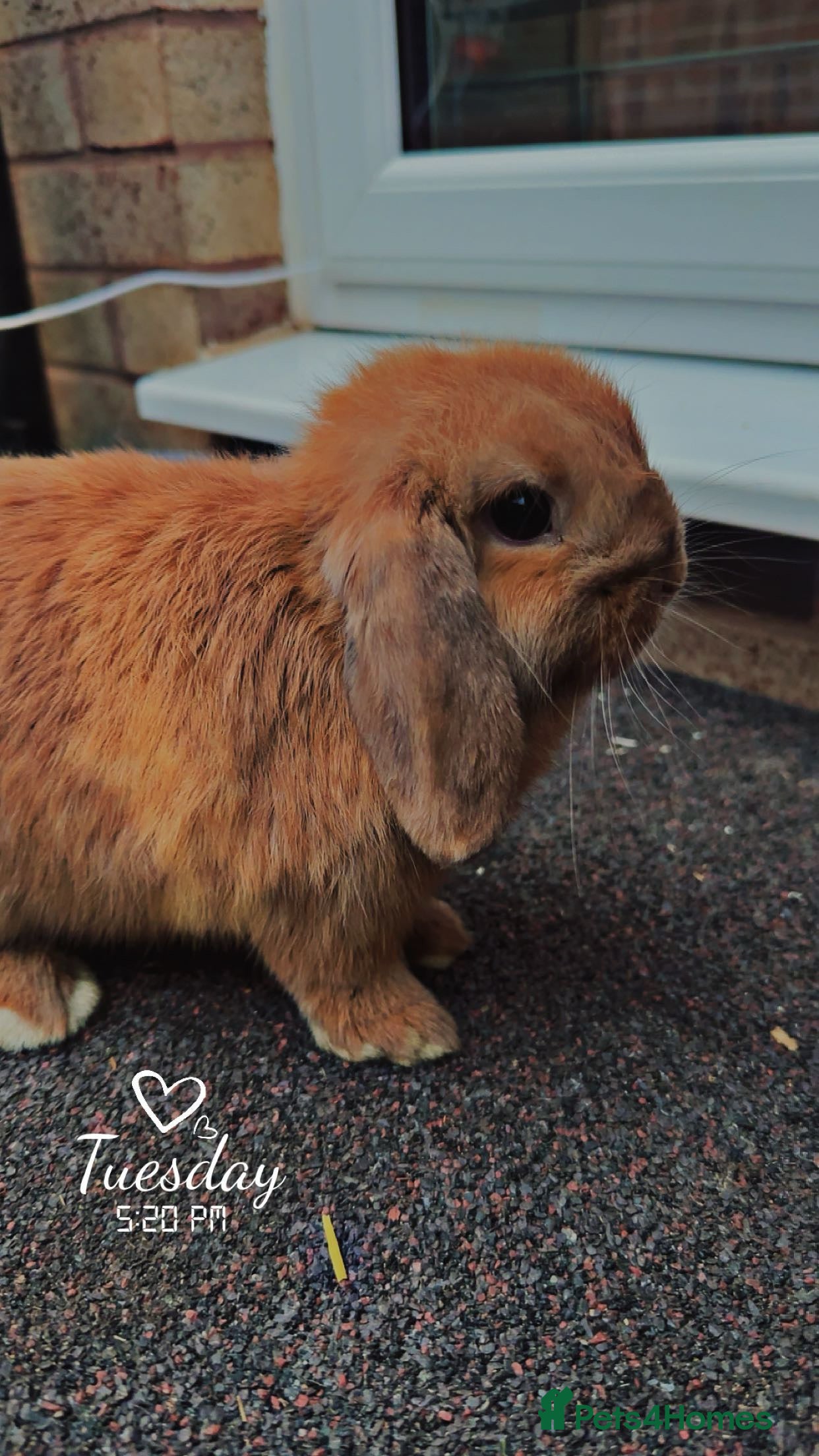 Rex rabbits Stunning mini lop baby  - Advert 6