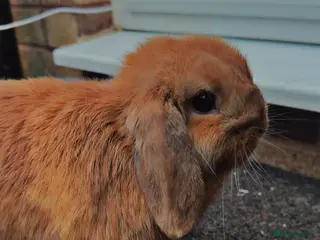 Rex rabbits Stunning mini lop baby - Advert 6