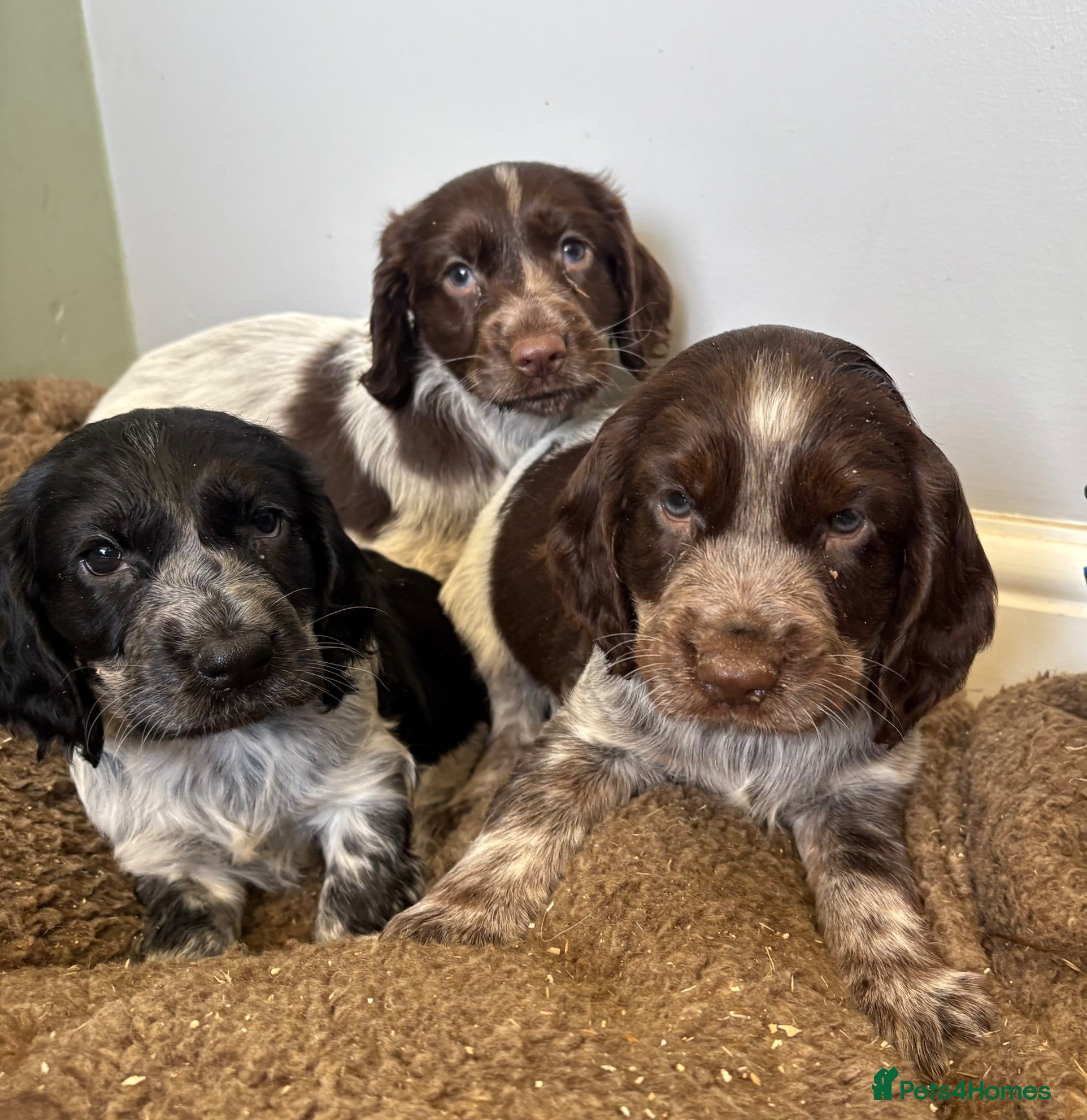 Cocker Spaniel dogs Beautiful Roan Cocker spaniel litter - Advert 2