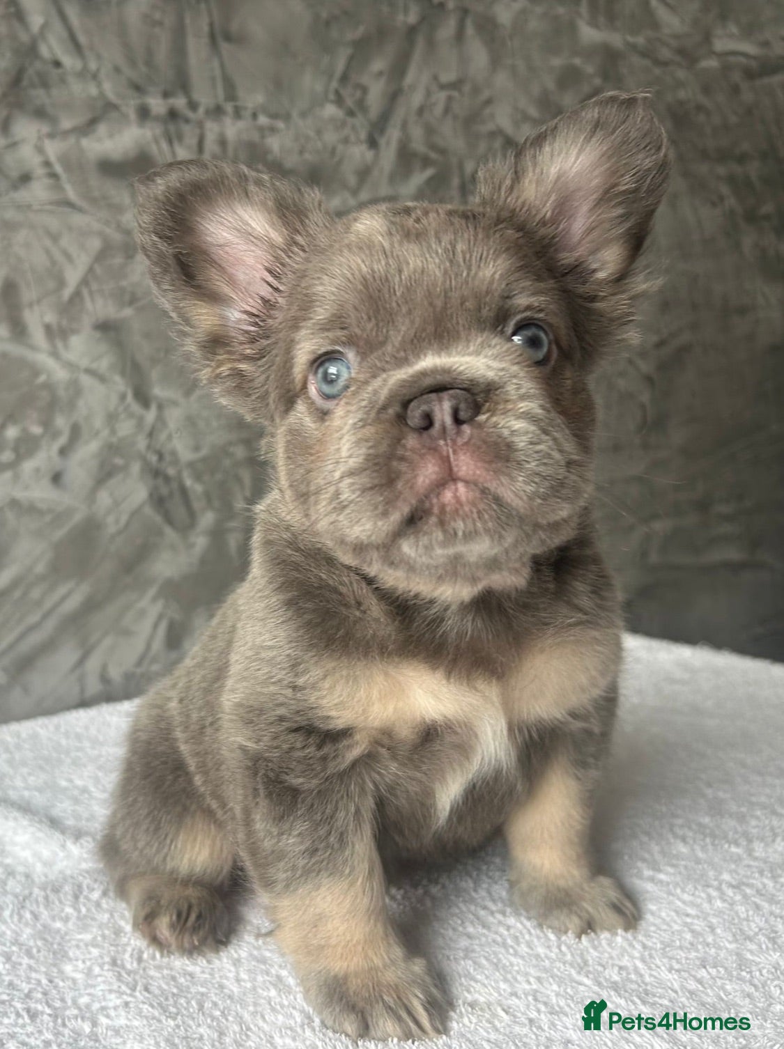 French Bulldog dogs FRENCH BULLDOGS - FLUFFY - READY TO LEAVE NOW  - Advert 12