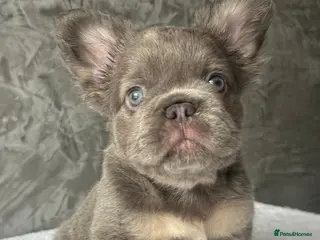 French Bulldog dogs FRENCH BULLDOGS - FLUFFY - READY TO LEAVE NOW - Advert 12