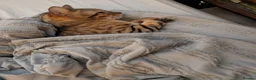 Bengal cats for sale: Two adult Bengals looking for a loving home  - Advert 2