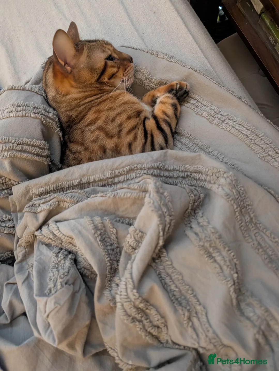 Bengal cats for sale: Two adult Bengals looking for a loving home  - Advert 2