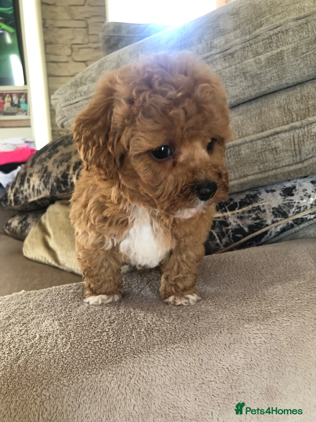 Cavapoochon dogs for sale: 🐾Kitty the cavapoo 🐾 - Advert 13