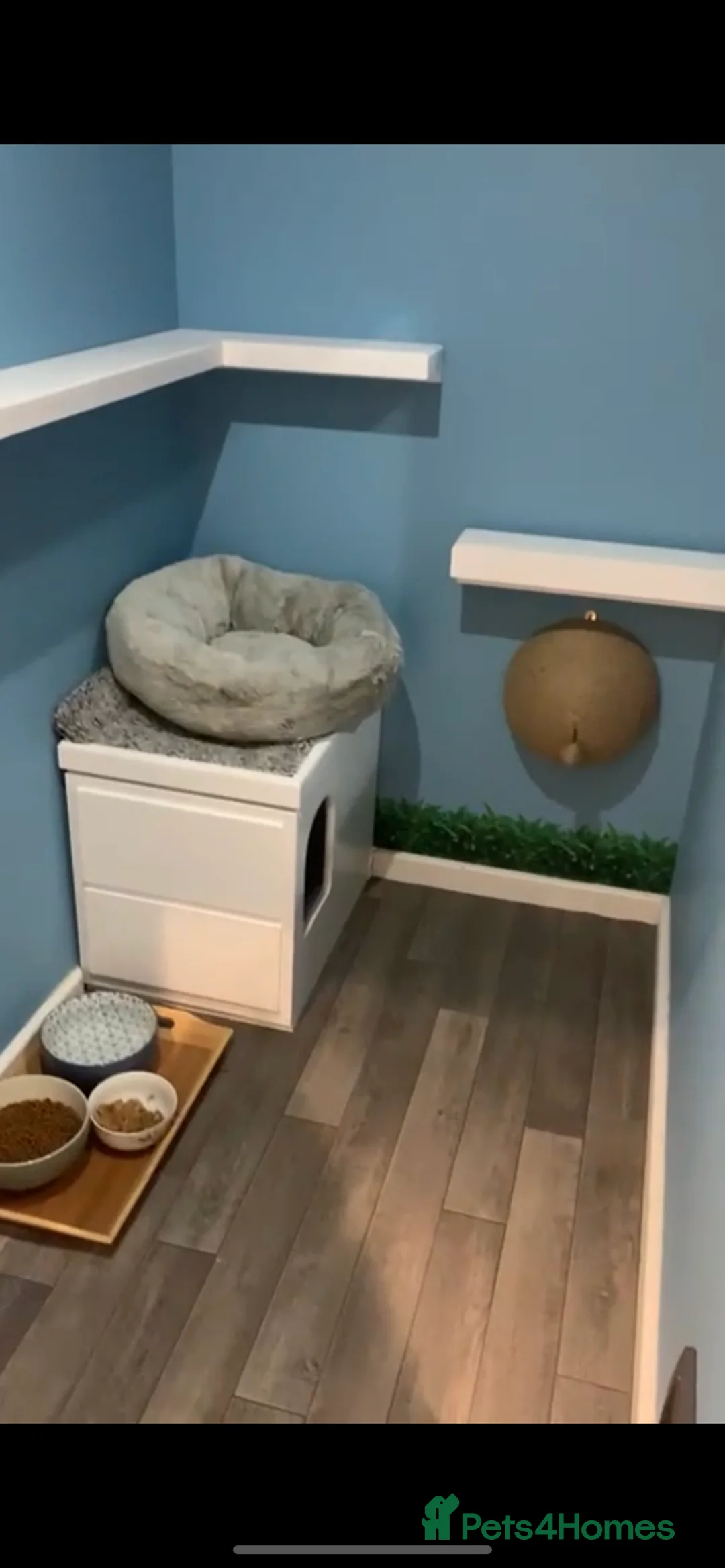 Mixed Breed cats for stud: 100% Proven studs available in Brighouse - Advert 4