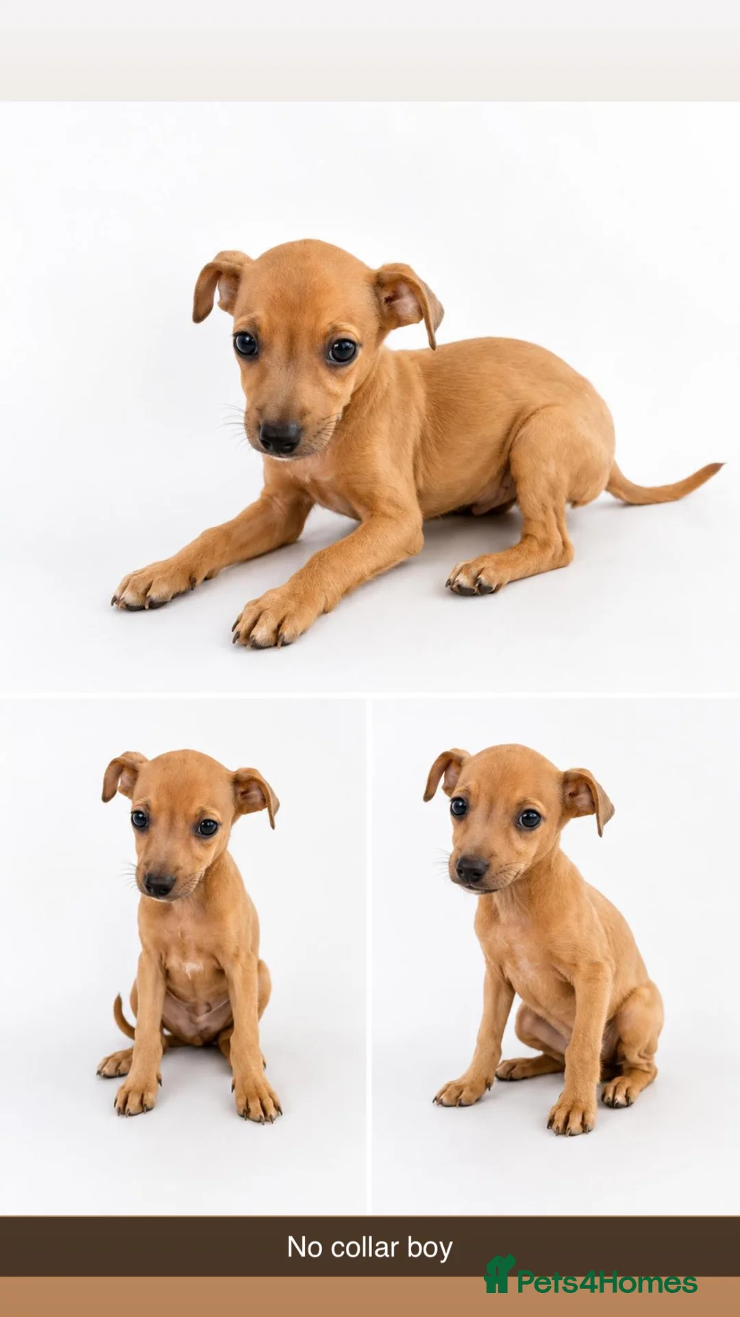 Italian Greyhound dogs for sale: Stunning Italian Greyhound Puppies  in Aylesford - Advert 12