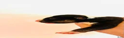 English Bull Terrier dogs for sale: KC Health Tested, UK Champion Lines,  - Advert 6