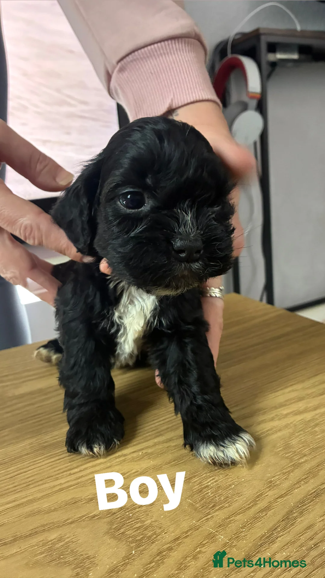 Shih Tzu dogs for sale: Cock a tzu - Advert 8