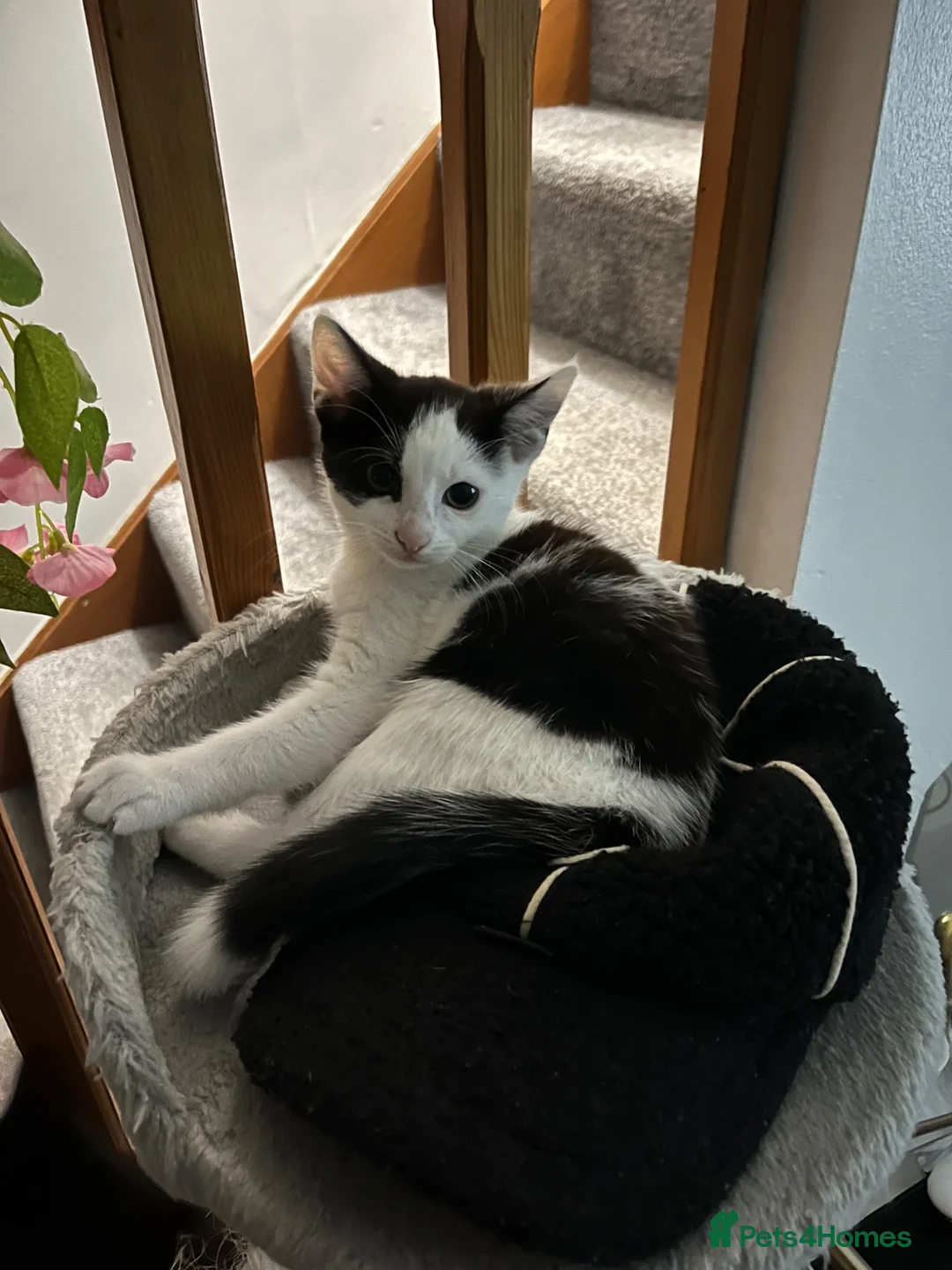 Mixed Breed cats for sale: £50 FOR 2 KITTENS | URGENT REHOMING - Advert 2