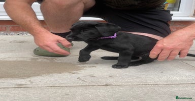 Labrador Retriever dogs - Advert 13