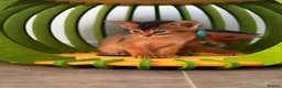 Abyssinian cats for sale: 🎖🏆🏅last 2 Abyssinian kittens  - Advert 13