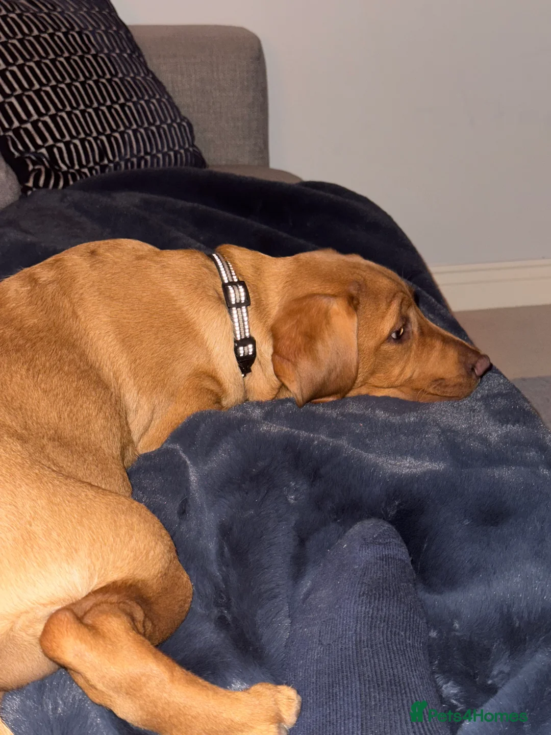 Labrador Retriever dogs for sale: Fox red Labrador puppy  - Advert 4