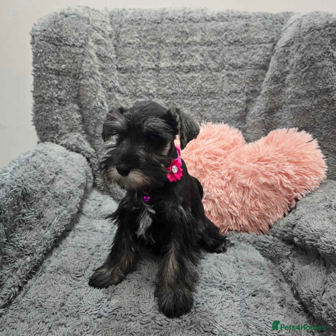 Miniature Schnauzer dogs for sale: Salt&pepper Miniature Schnauzer girl. READY NOW ‼️ - Image 5
