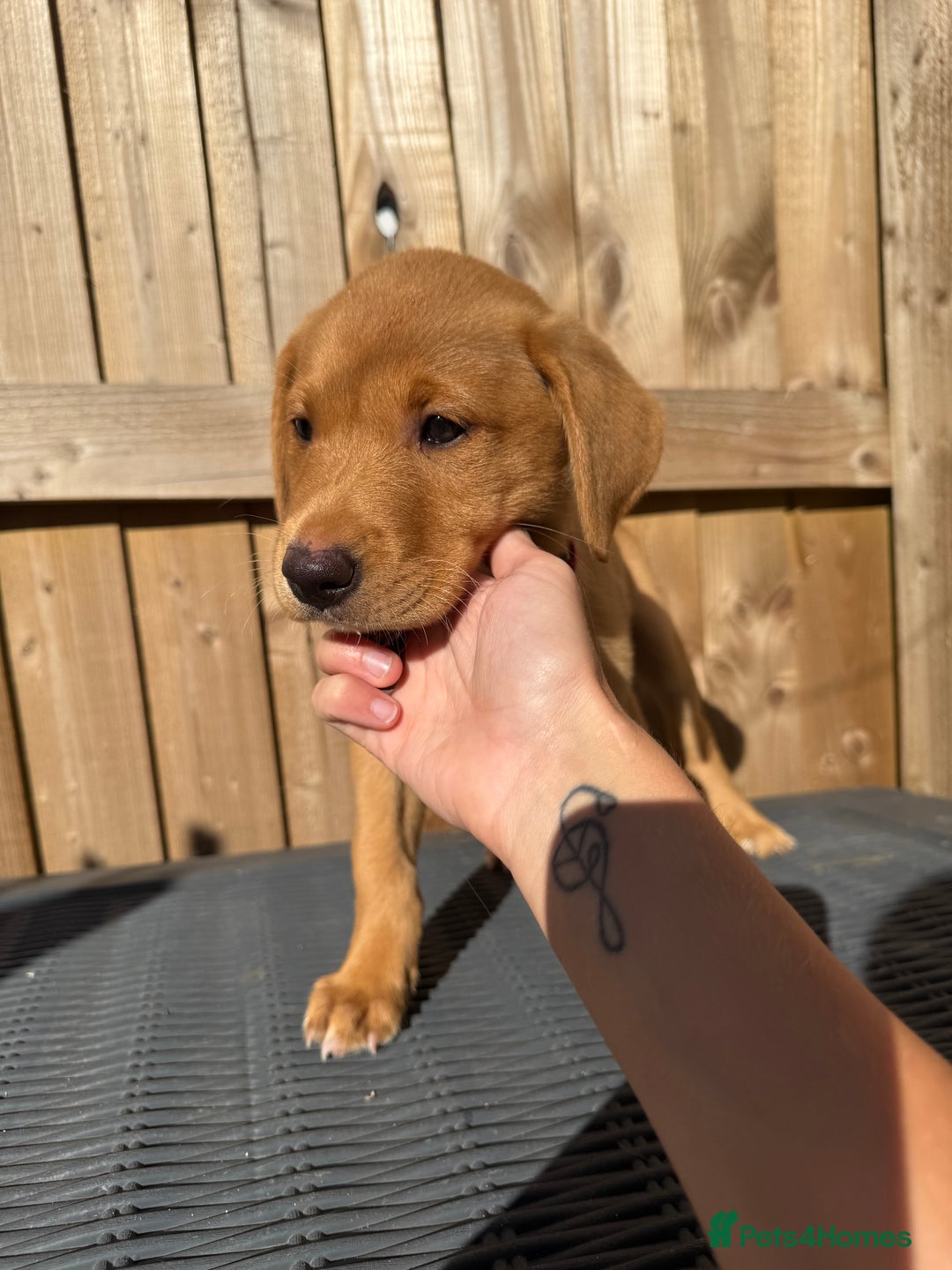 Labrador Retriever dogs for sale: READY NOW KC registered fox red Labrdor retriever  - Image 8