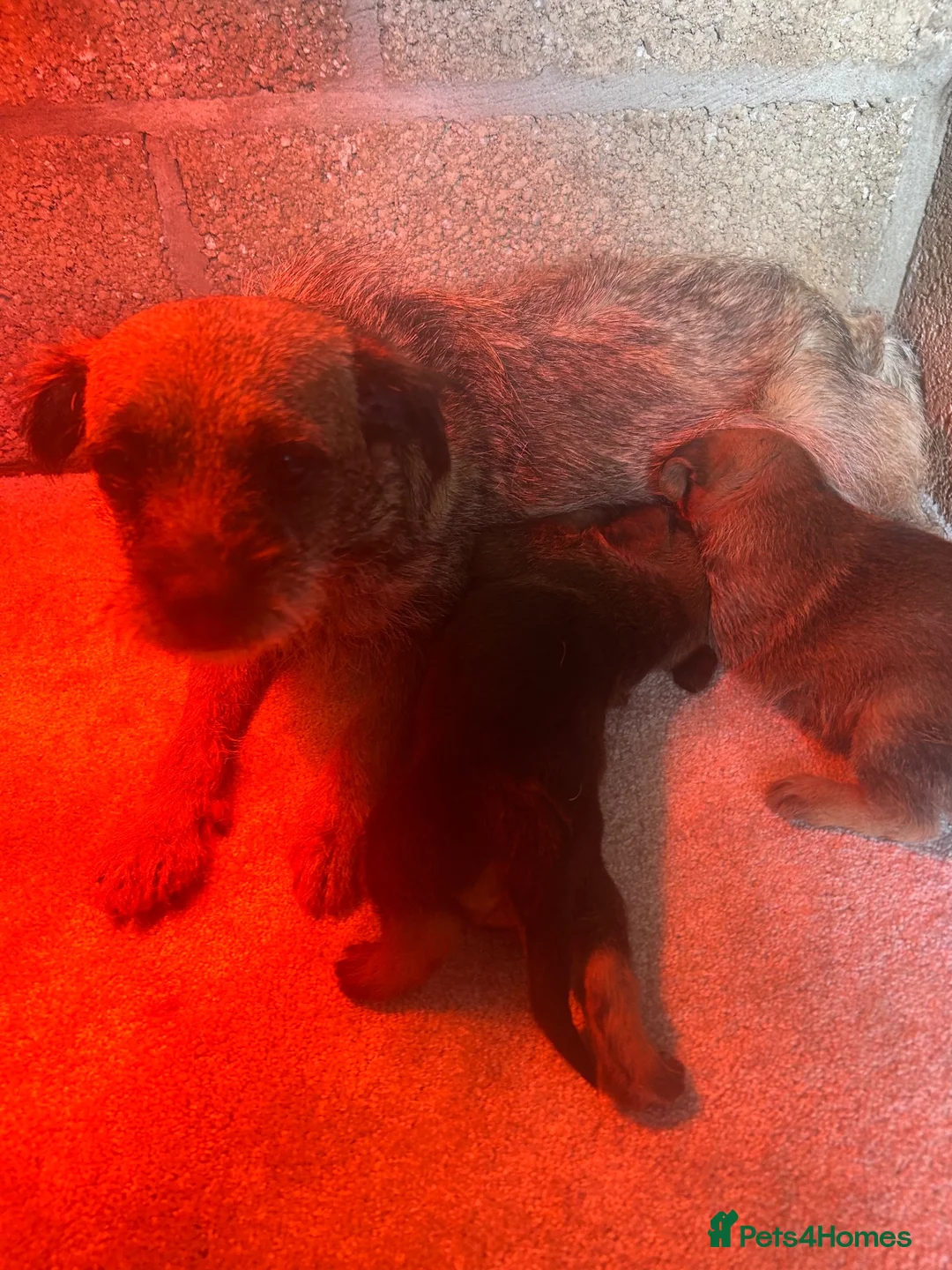 Mixed Breed dogs for sale: Borderpoo puppies for sale!  - Advert 4