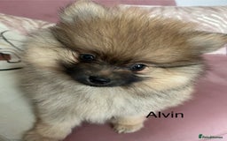 Pomeranian dogs for sale: Pomeranian puppies - Advert 3