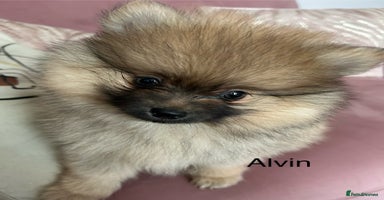 Pomeranian dogs Pomeranian puppies - Advert 8