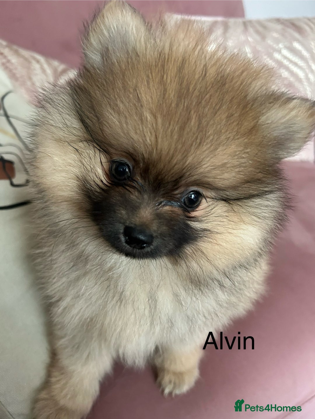 Pomeranian dogs for sale: Pomeranian puppies - Advert 3