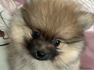Pomeranian dogs 🔷Reduced & Ready🔷 - Pomeranian puppies - Advert 2