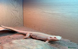 Bearded Dragon reptiles for sale: Bearded dragon and complete set up  - Image 2