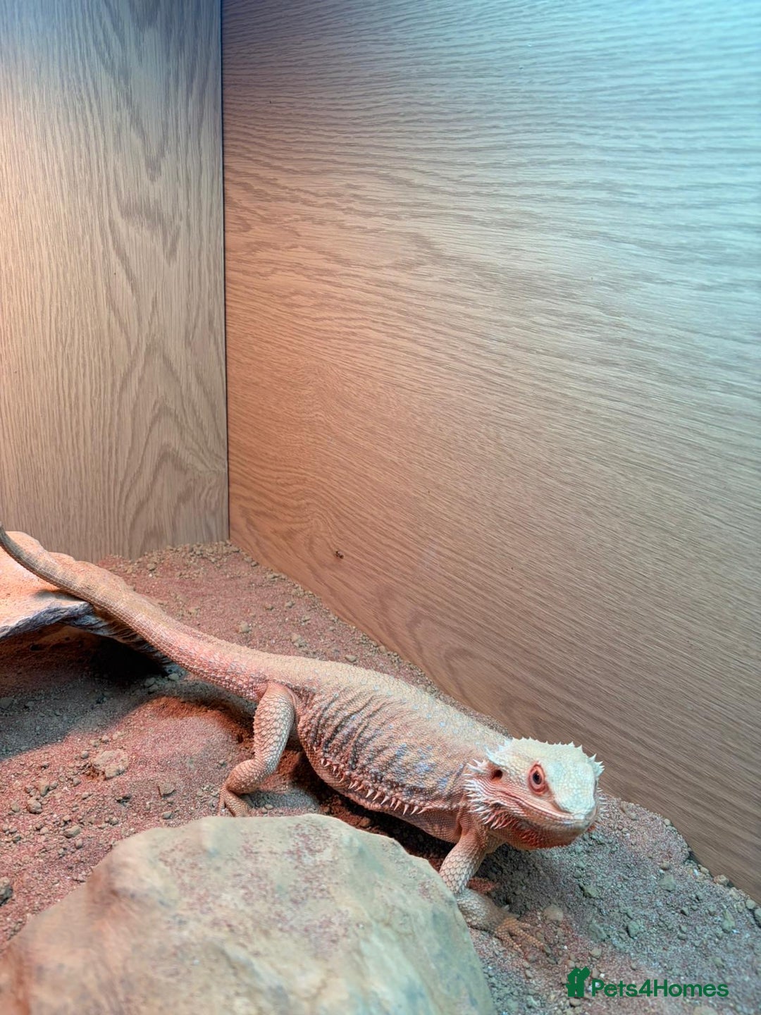 Bearded Dragon reptiles for sale: Bearded dragon and complete set up  - Image 2