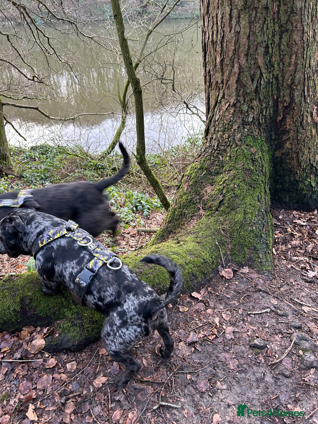 Staffordshire Bull Terrier dogs for stud: Merl Staffies  - Advert 8