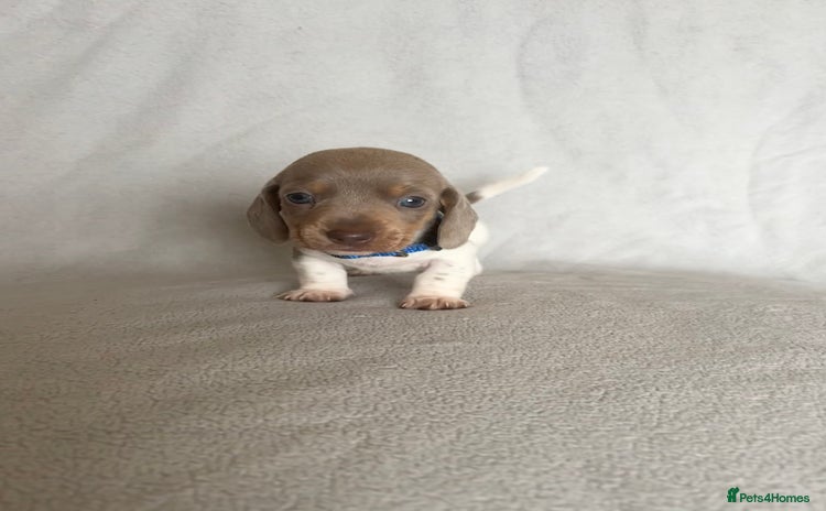 Miniature Dachshund dogs - Advert 4