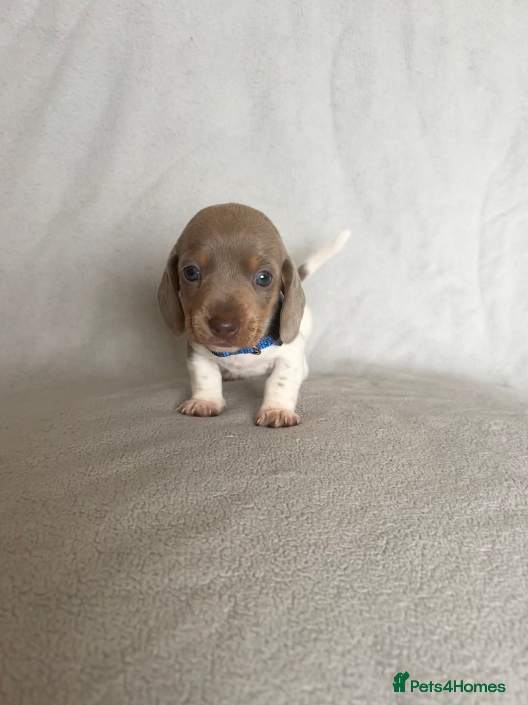 Miniature Dachshund dogs for sale: 5 beautiful Miniture dachshunds for sale - Image 1