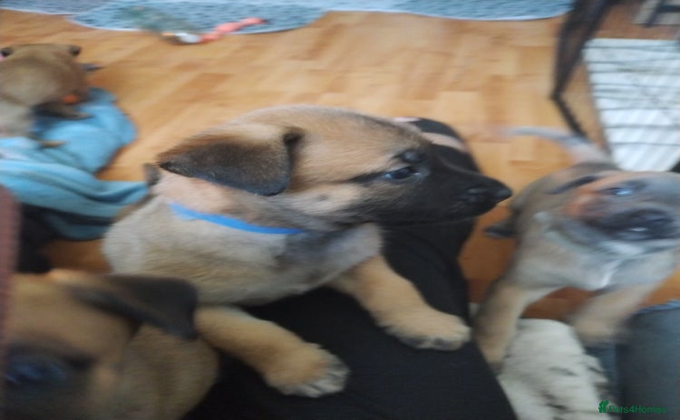 Belgian Shepherd Dog dogs - Advert 1