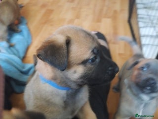 Belgian Shepherd Dog dogs - Advert 1