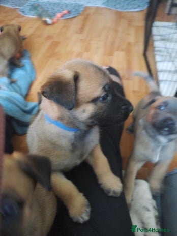 Belgian Shepherd Dog dogs - Advert 1